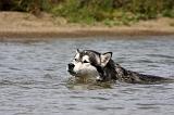 ALASKAN MALAMUTE 665